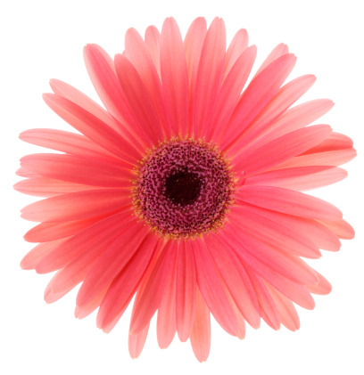 Pink Gerbera Daisy isolated on white