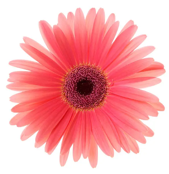Pink Gerbera Daisy isolated on white