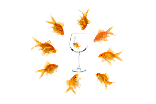 many red fishes surrounding wine glasses