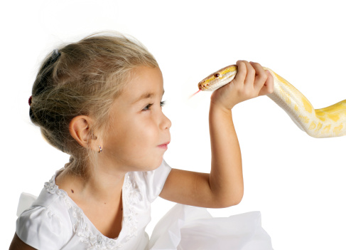 The girl with the Python albino on a white background