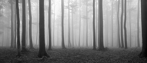 Misty Forest - fotografia de stock