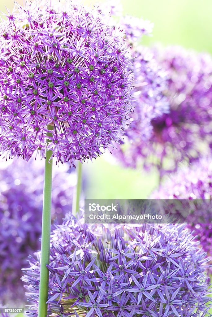 Allium violet - Photo de Ail - Liliacées libre de droits