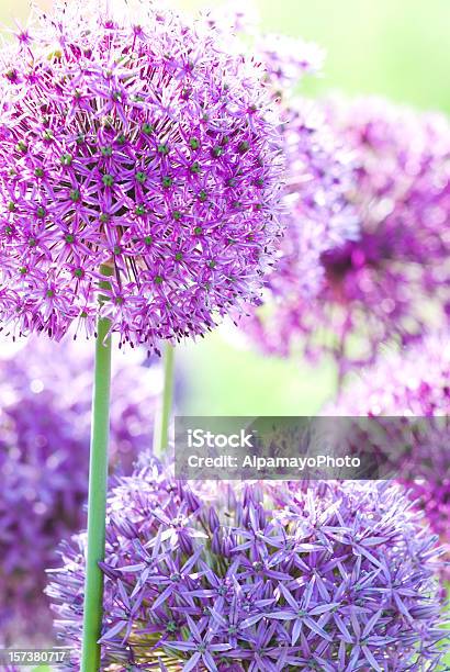 Purple Allium - zdjęcia stockowe i więcej obrazów Bez ludzi - Bez ludzi, Botanika, Cebula