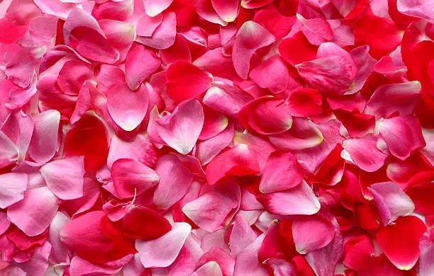 Pink and red rose petals form a colorful background. 
