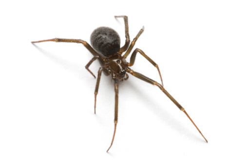Close up of a European Garden Spider