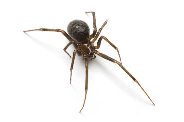 macro shot of a black widow, изолированные на белом фоне - black widow spider стоковые фото и изображения