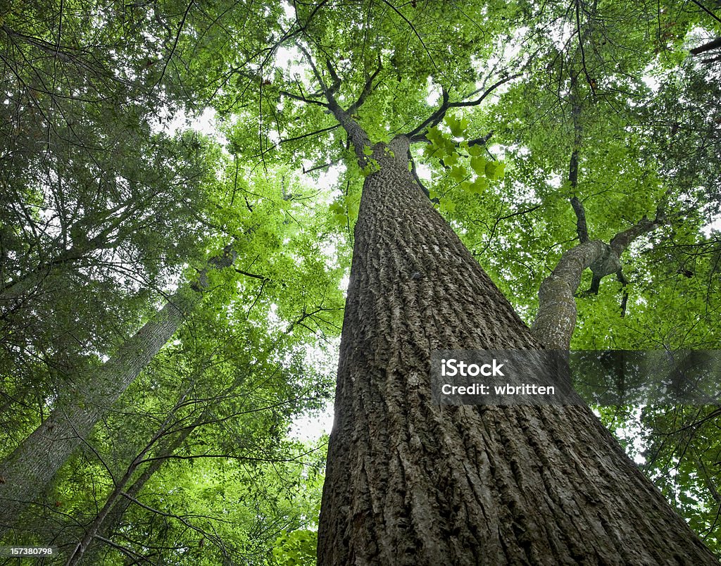Wysokie Drzewo w lesie Primeval - Zbiór zdjęć royalty-free (Nie widzieć lasu spoza drzew)