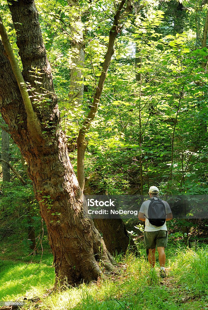 Mature male hiker with backpack in wooded area A mature male hiker with backpack walks through a forest. Active Lifestyle Stock Photo