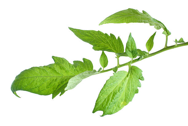 leaves and stem-tomato plant stock photo