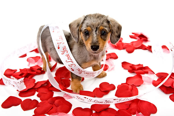 istock Puppy for Valentine's Day 157380927