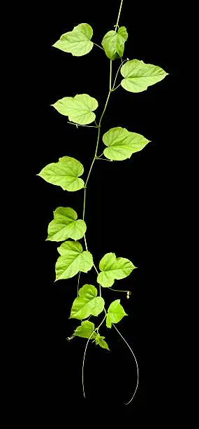 Creeping vine, great for use as a background or a border in 4 colour or a single tone. Clipping path included. 