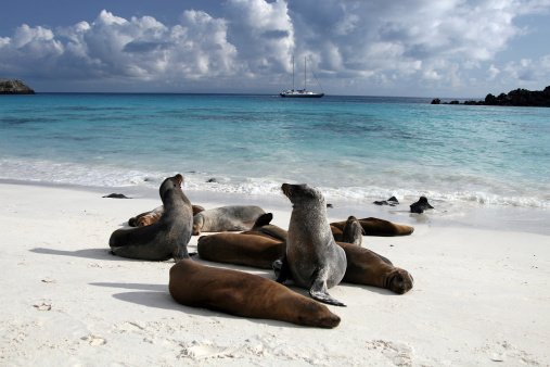 DSLR picture of Sea lions on a beach of galapagos islands in Ecuador.  They are playing on the white sand beach and some are sleeping. The water is turquoise blue and there is nice fluffy clouds in the sky. In the background a sailing ship is visible. 