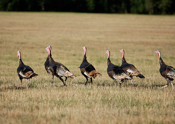 istock Flock of Wild Turkey 157381081