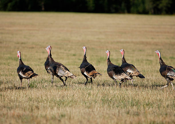 Flock of Wild Turkey stock photo