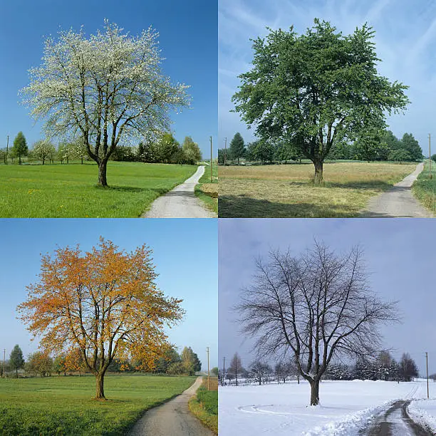 Photo of Four Season (image size XXL)