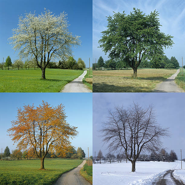 четыре сезона (изображения, размер xxl - время года стоковые фото и изображения