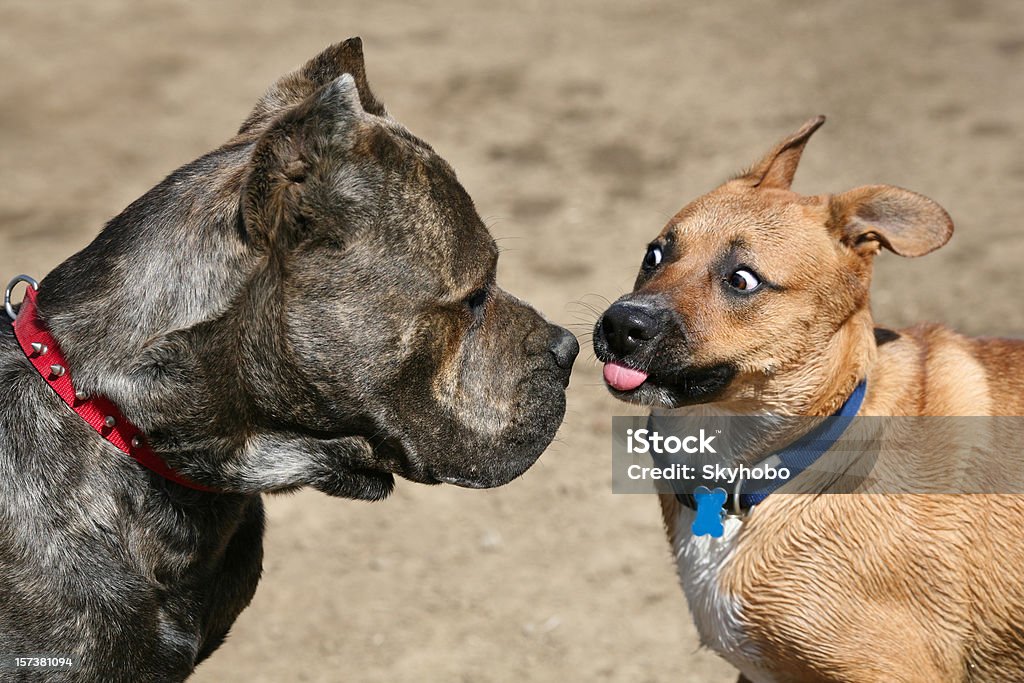 Zurück aus! - Lizenzfrei Hund Stock-Foto