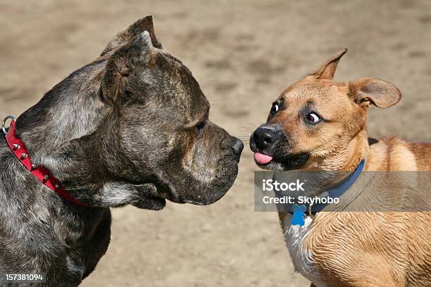 Zurück Aus Stockfoto und mehr Bilder von Hund - Hund, Angst, Humor