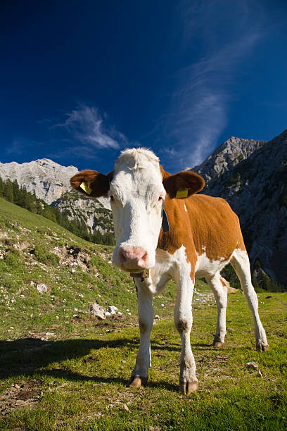 istock Cow in the mountains 157381095