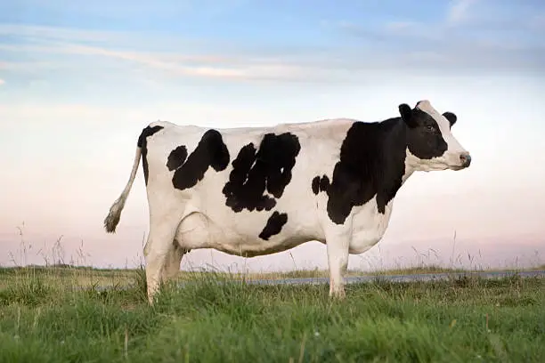Photo of Holstein Dairy Cow