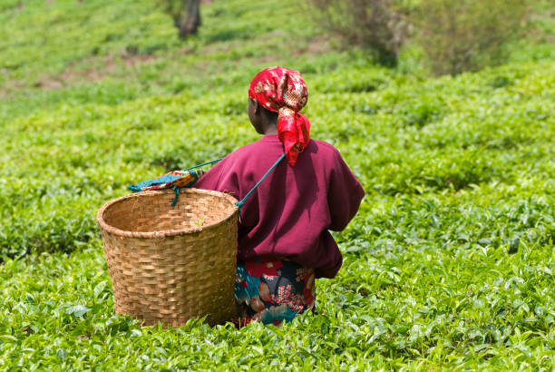 istock Young female teapicker in Rwanda 157381185