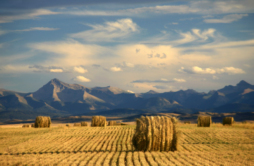 Classic Alberta scene. Hay bales and mountains. Near Longview. Agriculture is a major economic driver in the prairie province. This scenic or landscape image is taken in fall during harvest time.