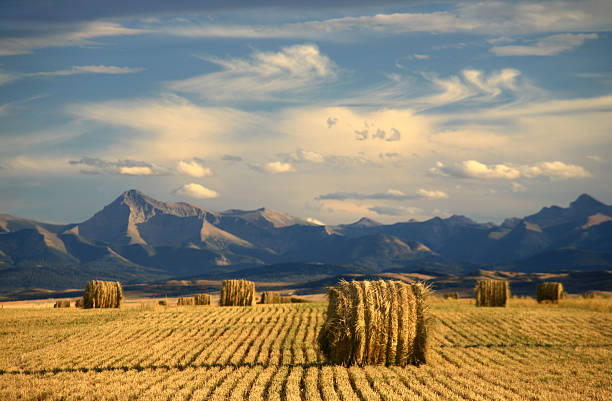 Alberta Scenic With Agriculture and Harvest Theme Classic Alberta scene. Hay bales and mountains. Near Longview. Agriculture is a major economic driver in the prairie province. This scenic or landscape image is taken in fall during harvest time. foothills photos stock pictures, royalty-free photos & images