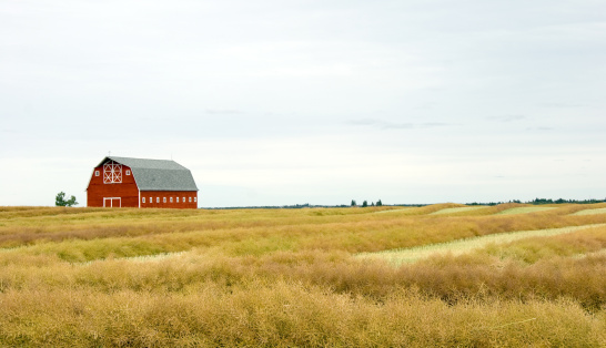 This is a beautiful red barn. It is located in a field of grain. It is on a large plot of land. It is almost time to harvest the grain. What a beautiful, picturesque, tranquil area to live in. There is plenty of land to build a new house. 