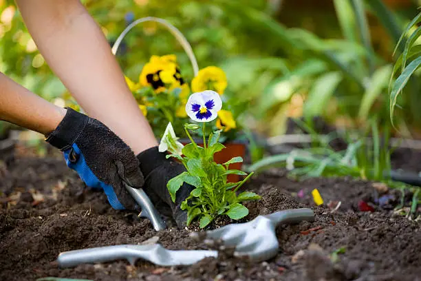 A pair of hands working with gardening tools laying on freshly worked soil.