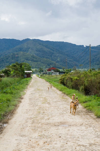 Perros en la ejecución - foto de stock