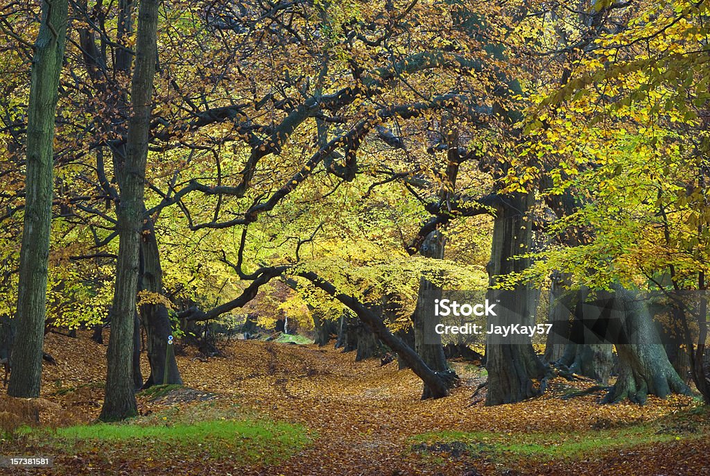 Outono cores - Royalty-free Ao Ar Livre Foto de stock