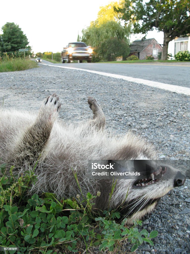 Roadkill, Nordamerika. - Lizenzfrei Asphalt Stock-Foto