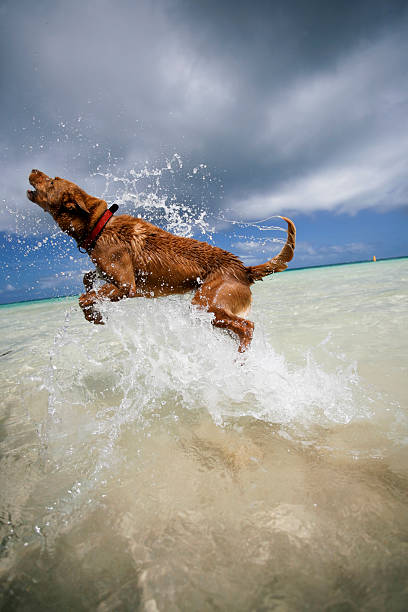 Golden retriever runs and jump in the sea.