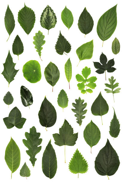 A collection of different green leaves
