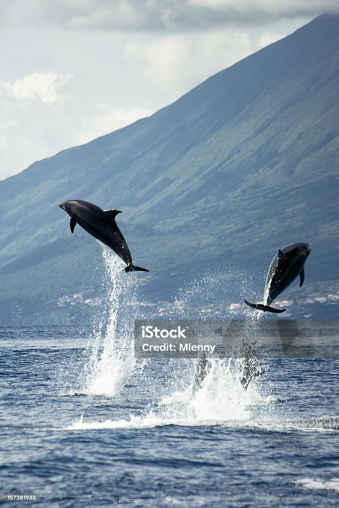 Delfines saltar en la naturaleza - Foto de stock de Delfín libre de derechos