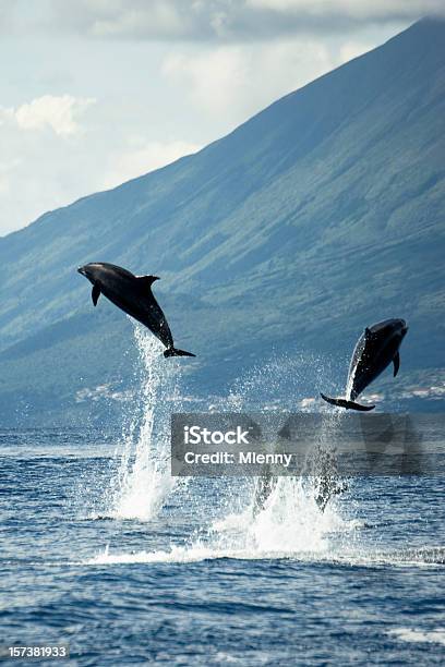 Delfines Saltar En La Naturaleza Foto de stock y más banco de imágenes de Delfín - Delfín, Las Azores, Saltar - Actividad física