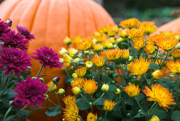 mums y pumpkins-ii - crisantemo fotografías e imágenes de stock