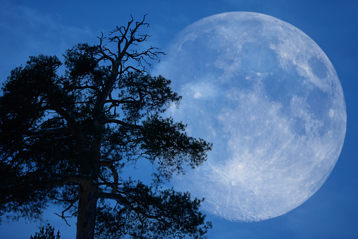 Beautiful night landscape with silhouette of tree, moon and stars