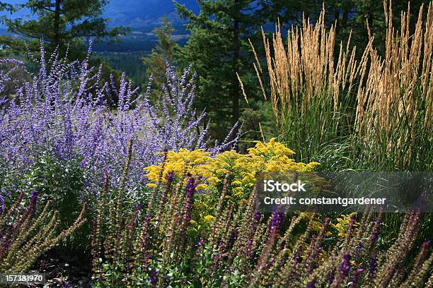 Cores Vibrantes Da Tarde De Verão E Outono Perennials - Fotografias de stock e mais imagens de Alto - Descrição Física
