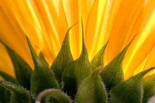 Back view from a sunflower.