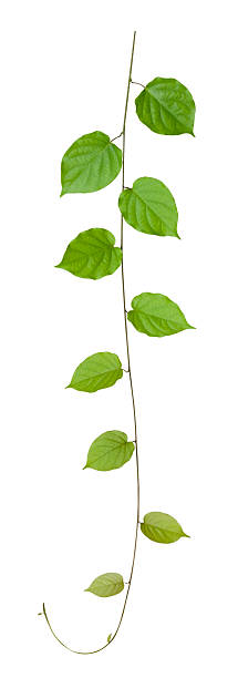 istock Creeper plant, isolated on white, clipping path included. 157382039