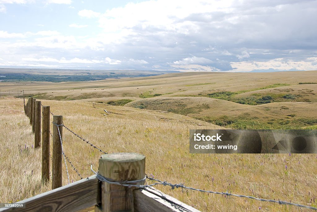 Escena de verano de Prairie - Foto de stock de Alberta libre de derechos