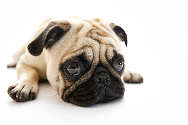 Pukster Puck  pug stock pictures, royalty-free photos & images