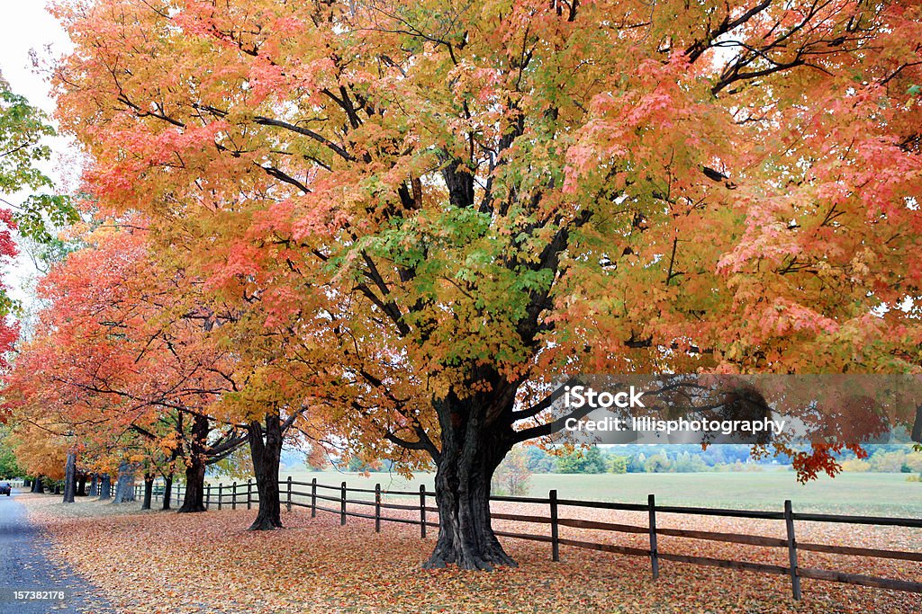 Árvore de Maple folhas outono dourado - Royalty-free Gravilha Foto de stock