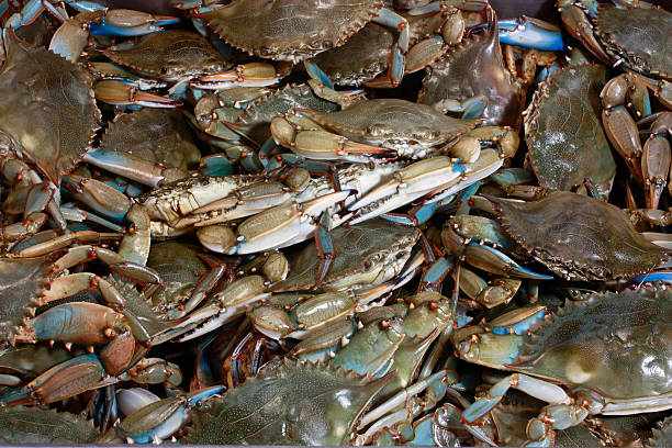 caranguejo azul de fundo da baía de chesapeake - maryland blue crab imagens e fotografias de stock