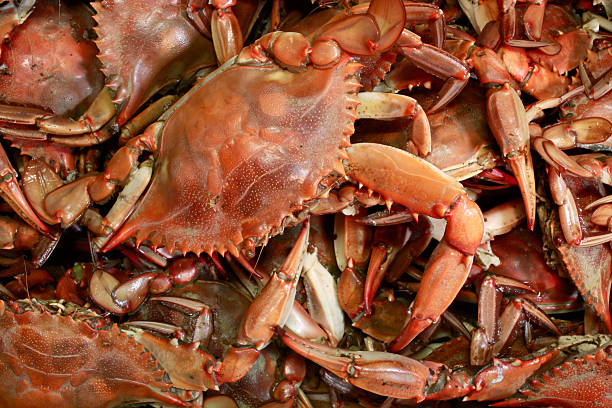 cozinhados caranguejo azul de fundo de frutos do mar - maryland blue crab imagens e fotografias de stock