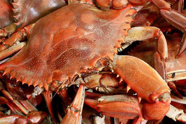 zbliżenie cyrkla owoce morza-gotowany na parze blue crab - maryland crab blue crab prepared crab zdjęcia i obrazy z banku zdjęć