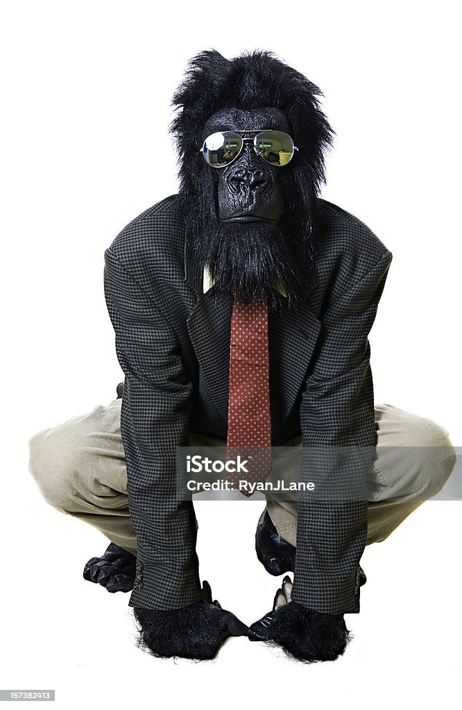 Accovacciarsi Gorilla Uomo d'affari isolato su bianco - Foto stock royalty-free di Accovacciarsi