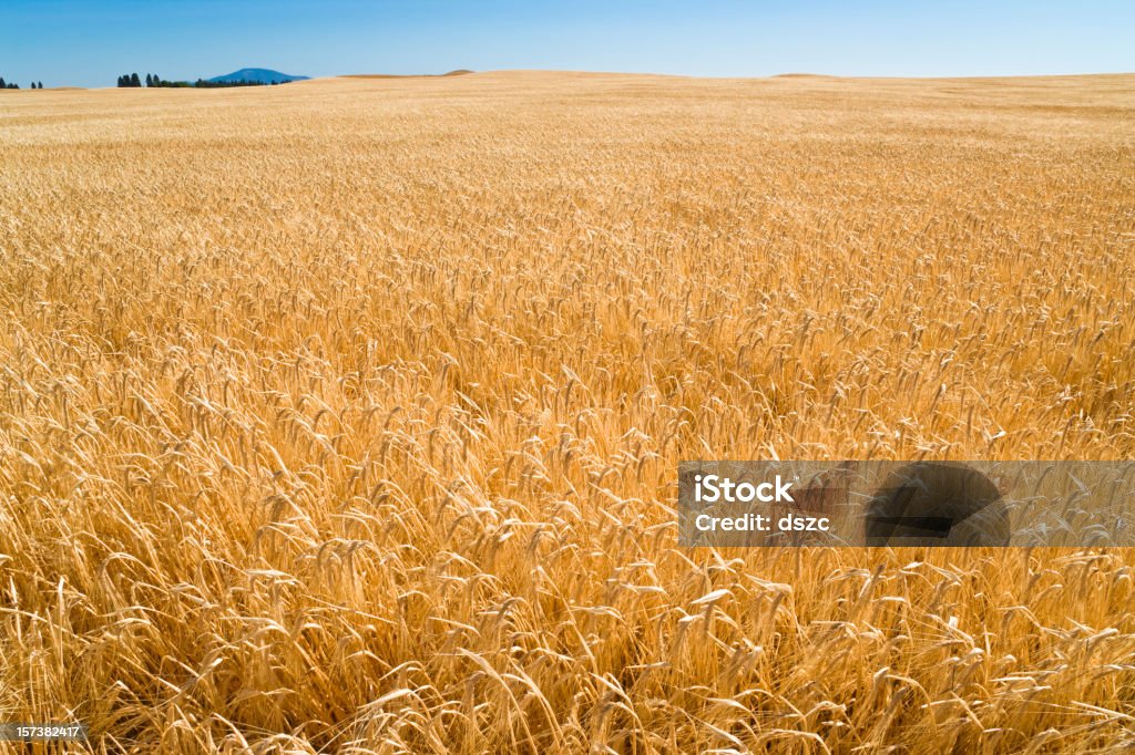 wheat field ripe for harvest in eastern Washington ripe wheat field ready for harvest in eastern Washington near Spokane Abundance Stock Photo