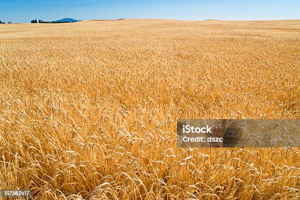 Wheat Field Ripe For Harvest In Eastern Washington Stock Photo - Download Image Now - Abundance, Agricultural Field, Agriculture